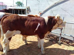 牛天图片,探寻农耕文明的智慧之光